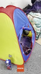 No están en casa, están cumpliendo: así viven el Año Nuevo quienes pagan el predial en Guadalupe