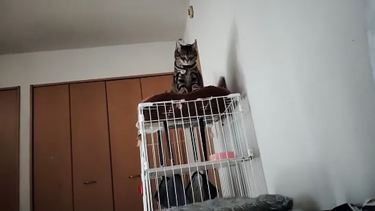 ふみふみミア2