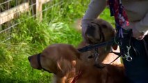 the supervet noel fitzpatrick s07e10 skyfire
