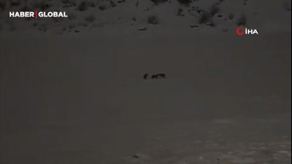 Yer Hakkari: Kurt sürüsünü bu halde görenler cep telefonuna sarıldı