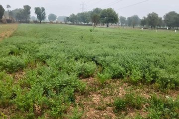 नए साल के पहले दिन मिला किसानों को मावठ का तोहफा, सर्दी ने दिखाए तेवर