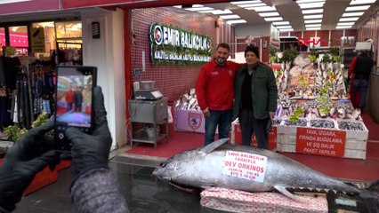 Düzce’de avlanan 346 kiloluk orkinos, Samsun’da satışa çıkarıldı