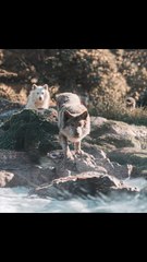 The Call of the Wild (2020) 1h 40m • Adventure • Drama • Family A touching adventure drama that follows Buck, a big-hearted dog who is taken from his comfortable home and thrust into the wilds of Alaska. As he faces harsh nature, new friendships,