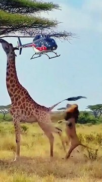 ‎Lion’s Explosive Power Attack – Zebra Thrown Away in Seconds!