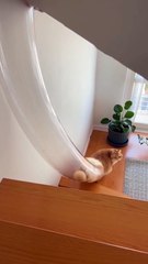 #funny video #shortvideo #viralvideo #funnyadda#