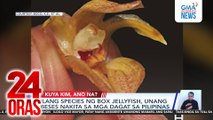 Bagong species ng pitcher plant, nadiskubre sa Palawan; critically endangered na, ayon sa IUCN | 24 Oras