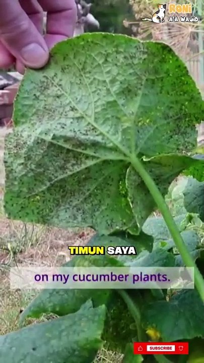 ⚠️ Serangan kutu melon di kebun!   Serangga kecil ini bisa berkembang cepat dan merusak tanaman. Waspadai daun yang menguning dan keriting—itu tanda mereka sedang berpesta.