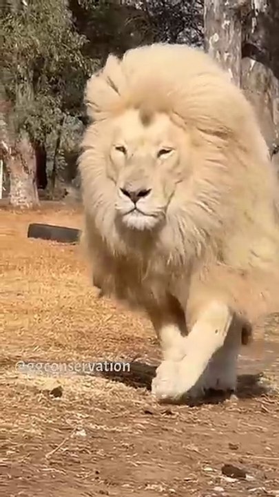 Moyas_white_mane_is_just_extraordinary.._when_he_moves_it_flows_with_him_like_a_golden_curtain(360p)