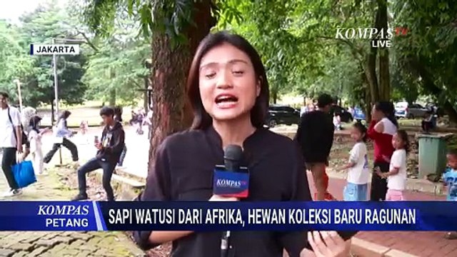 Warga Antusias Lihat Sapi Watusi dari Afrika, Koleksi Hewan Baru di Taman Margasatwa Ragunan