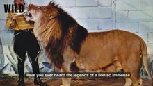 Largest_Lions_in_the_World___Myths_vs_Reality___Unbelievable!(360p)