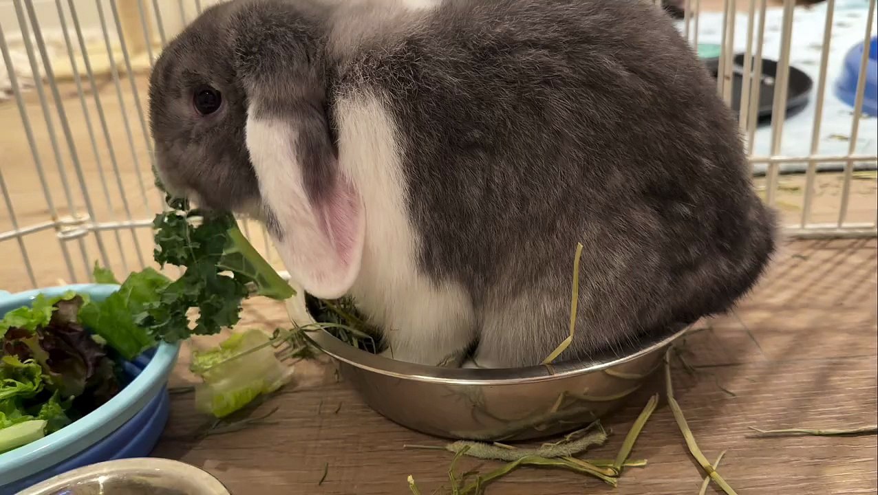 AQP0JBNpDwMV4Os