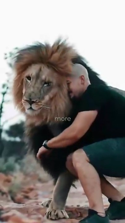 The_Lions_know_that_I’m_not_that_strong!💪🏼🦁#lion_#wildlife_#animals_#lionking_#bigcat(360p)