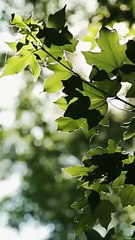 Bound By Blood -The Mafia King's Sweetheart