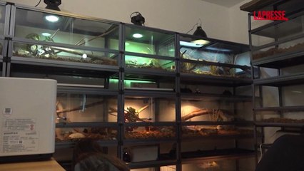 Hong Kong, la cura delle tartarughe salvate dall'incendio che ha ucciso 160 persone