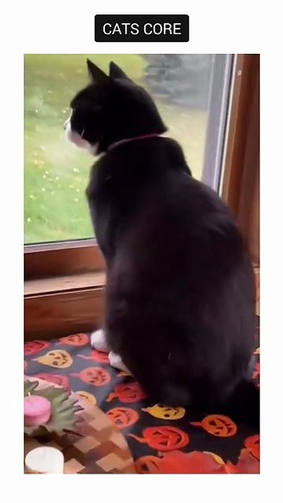 Cat_core_😂._._.