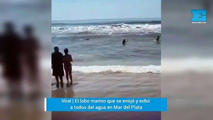 Viral | El lobo marino que se enojó y echó a todos del agua en Mar del Plata