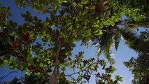 4K HDR Tropical Beach - Gentle Ocean Wave Sounds - Peaceful Wild Island - Relaxing Nature Video_Clip