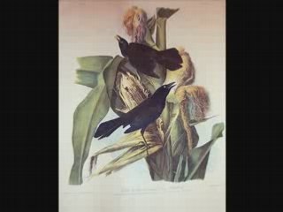 The crow and the blackbird-Edmundo Ros  [DECCA]78rpm