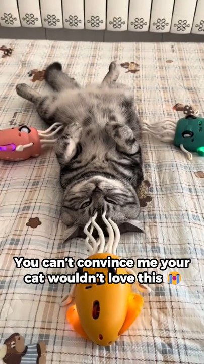 Indoor cat bored?Meet their new best friend 🐙Interactive • soft • irresistible🛒 Buy now & watch the fun begin!