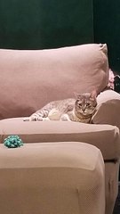 Strive to be as self-satisfied as Cory is when he's silently judging you. | #SparklegleamFarm #Cory #homestead #cats #catlovers #cute