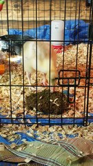 In which baby Lemongrab gives a quick lesson on the digestion system | #SparklegleamFarm #Lemongrab #farm #geese #farmanimals #UNACCEPTABLE #cute