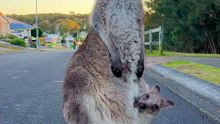 Australian kangaroo 🦘