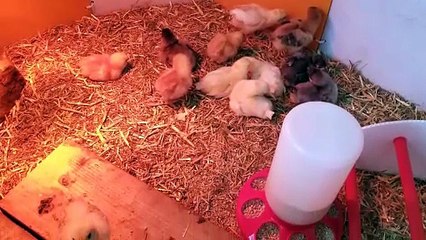More snaps from our brooder's earliest days. | #SparklegleamFarm #Chicken #farm #farmanimals #cute