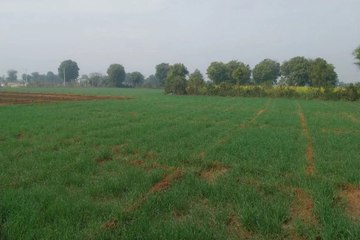 swm: रबी की फसलों के लिए संजीवनी बनी मावठ, किसानों के चेहरे खिले