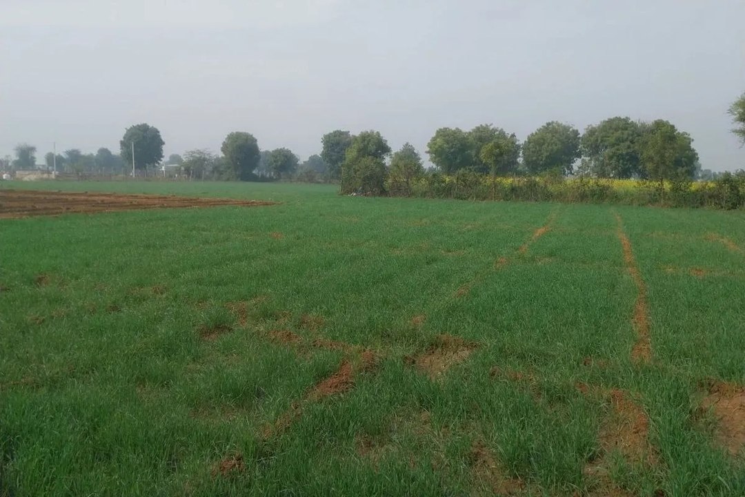 swm: रबी की फसलों के लिए संजीवनी बनी मावठ, किसानों के चेहरे खिले