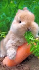 Cute rabbit eating carrots 🐇🥕Please follow