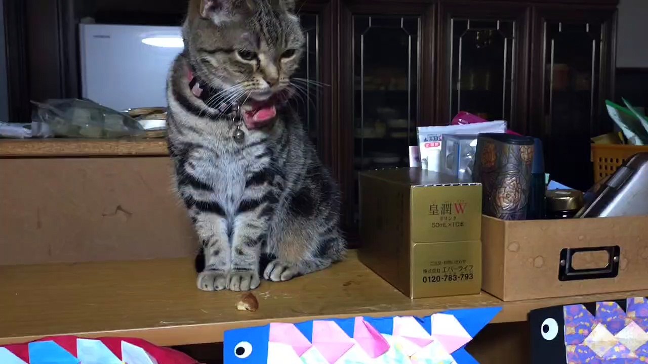 あけおめ チョコ 2026