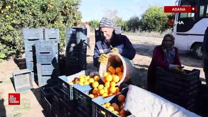 Adana'nın tescilli Kozan portakalının hasat vakti