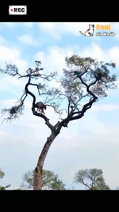 🎭 Mendapatkan monyet bukan soal kecepatan—ini permainan pikiran bagi sang macan tutul.   Dengan kelincahan dan kecerdikan, monyet selalu selangkah lebih maju. Tapi sang predator tak mudah menyerah.