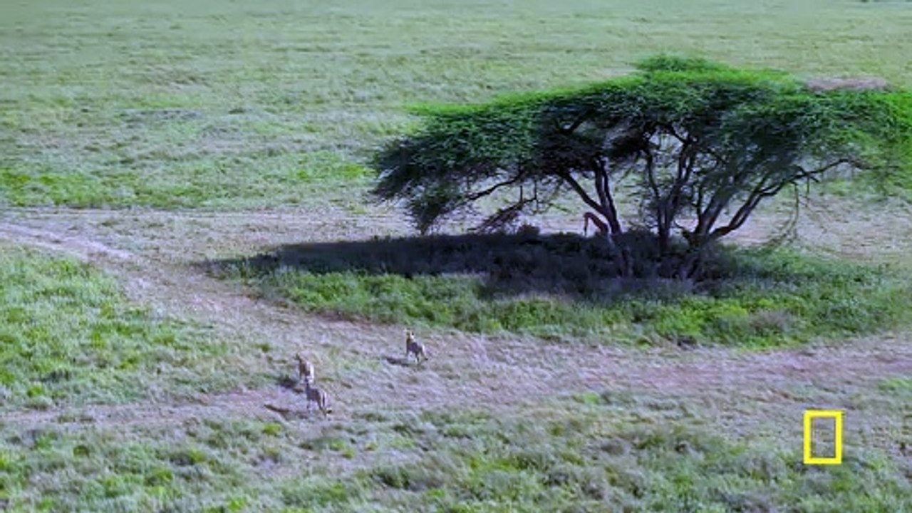 Cheetahs Up Close with Bertie Gregory - Promo
