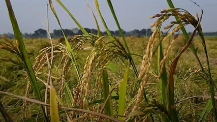 India इस सेक्टर में बना 'बादशाह'