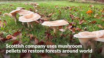 Scottish company harnesses fungi ‘superpowers’ to restore forests around world