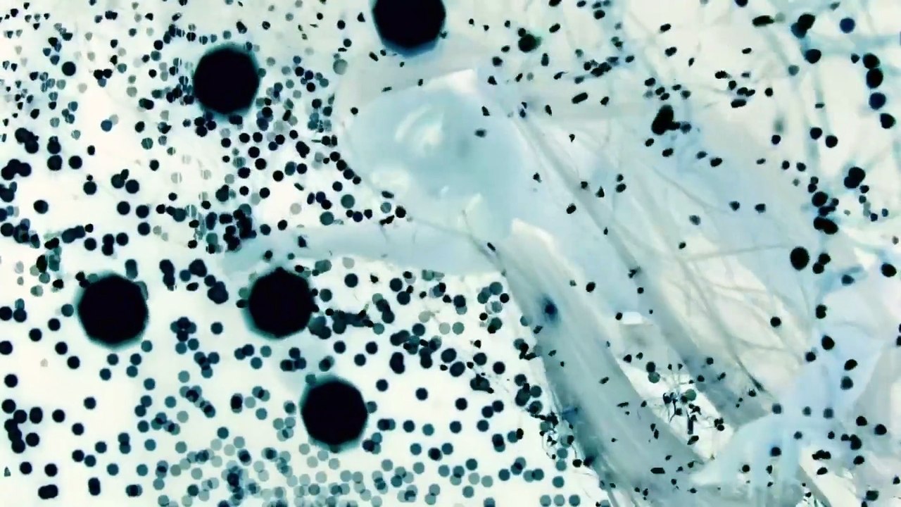 Ariana Grande - no tears left to cry in G Major