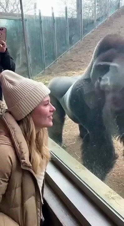 Bro_Forgot_He_Had_a_Wife...#gorilla_#zoo(360p)Bro really forgot one important detail… the gorilla already has a wife 😳🦍 One wrong move and instant realization—never mess with a family man!