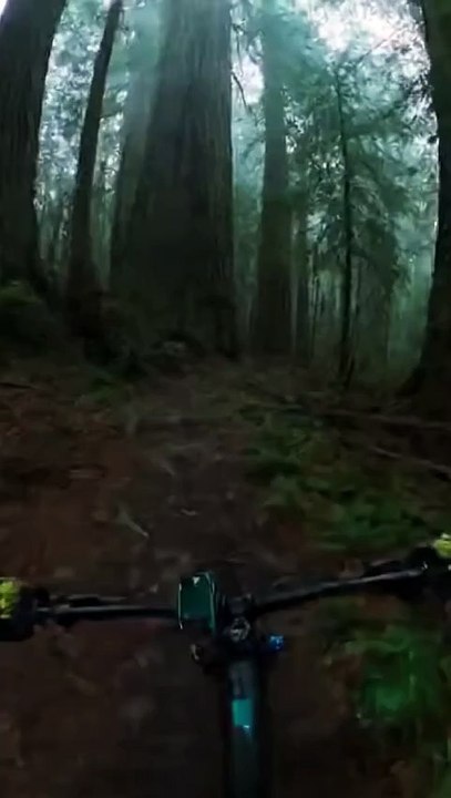 I found a strange tree