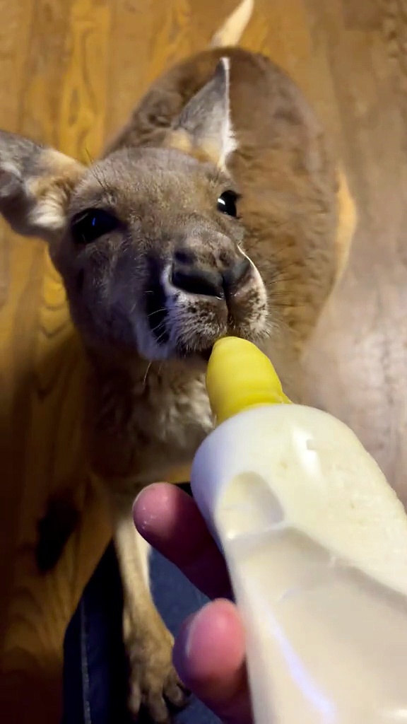Kangaroo drinking milk