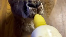 Kangaroo drinking milk