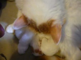 Chatons, le 24 mai 2008