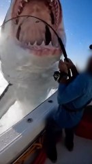 Ce requin est-il réel ? 🤔 #incroyable #requin #Shark