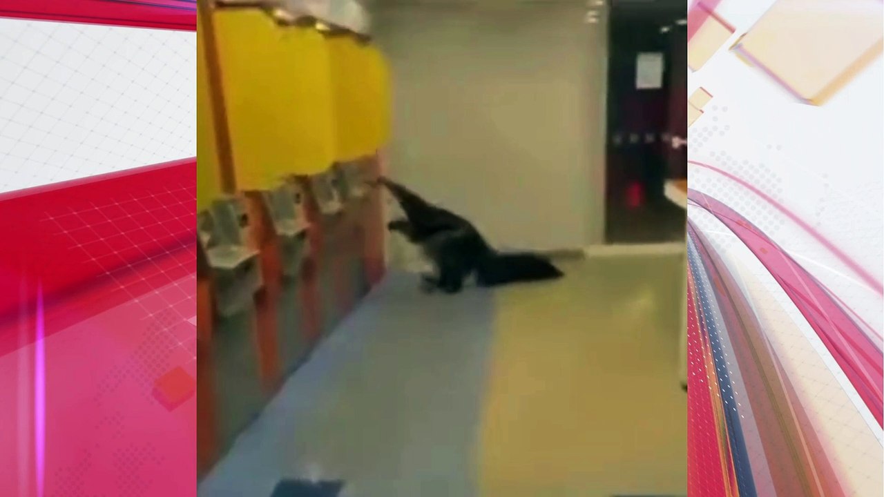 Tamanduá é flagrado "tentando sacar dinheiro" em banco; veja vídeo