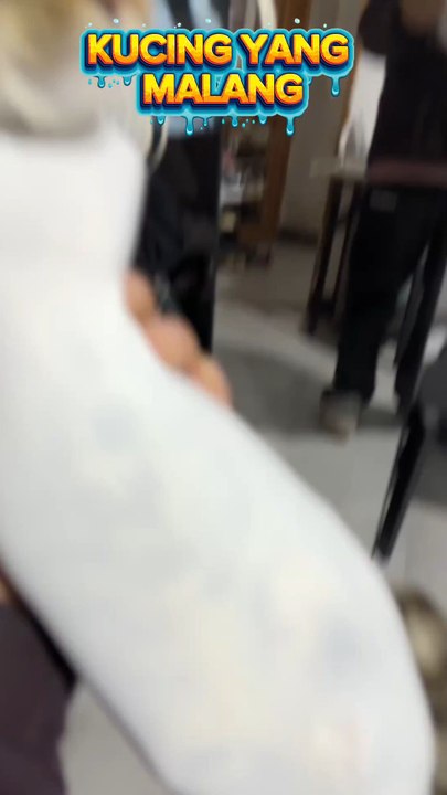 Kucing dijahili sama majikannya dimasukkan ke kaos kaki #kucing #kucinglucu #kaoskaki #fyp #fyppage