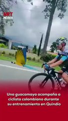 🦜🚴‍♂️ El ciclista colombiano Diego Pescador se encontraba entrenando en carreteras de Quindío cuando una guacamaya decidió acompañarlo, volando a su lado sin despegarse.