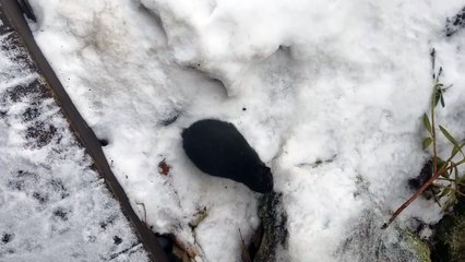 One very indecisive void floof. %E%A | #SparklegleamFarm #Bunny #homestead #rabbit #farmanimals #cute