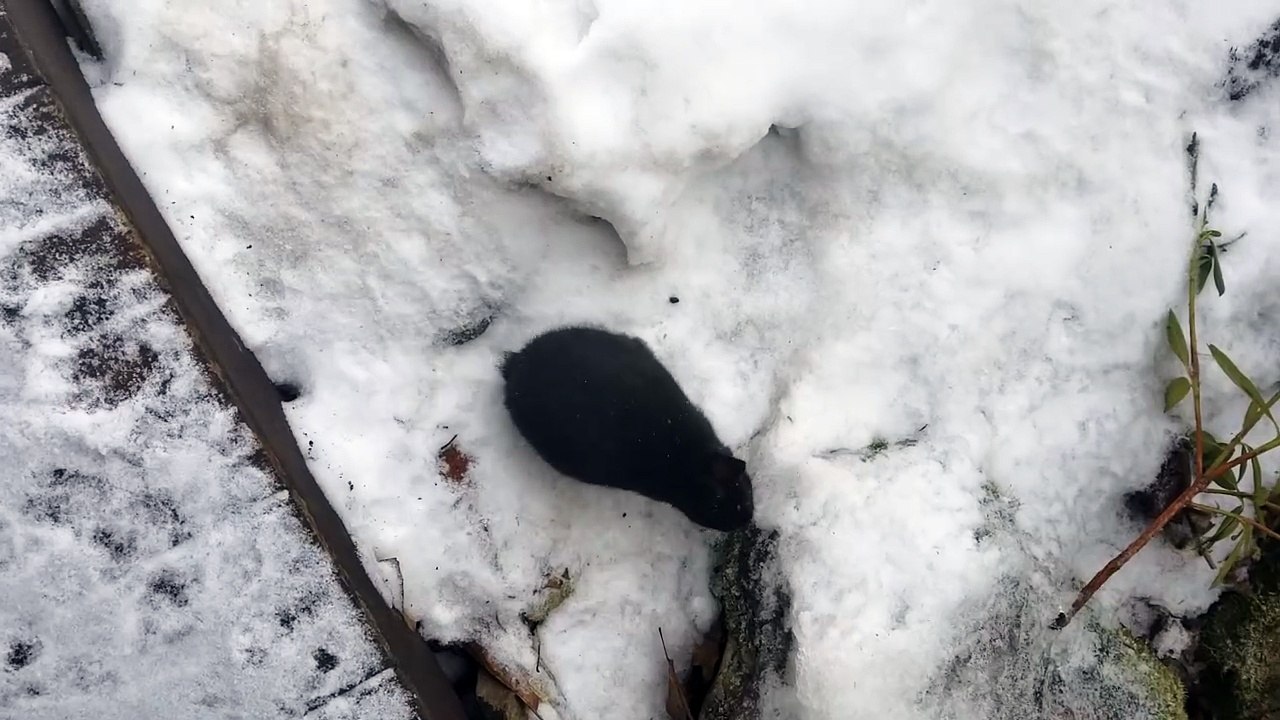 One very indecisive void floof. %E%A | #SparklegleamFarm #Bunny #homestead #rabbit #farmanimals #cute