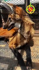 Policiais militares resgatam lobo guará na região do PADF