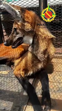 Policiais militares resgatam lobo guará na região do PADF